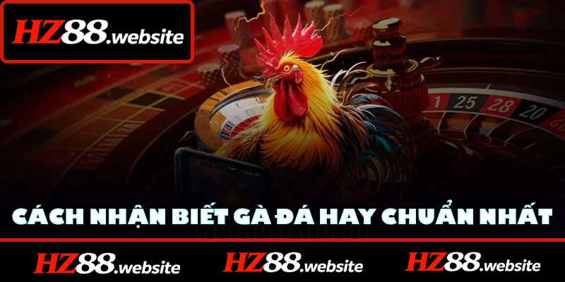 Cách Nhận Biết Gà Đá Hay Chuẩn Nhất