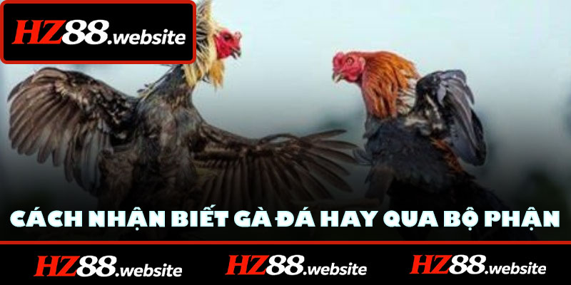 Cách nhận biết gà đá hay qua các bộ phận