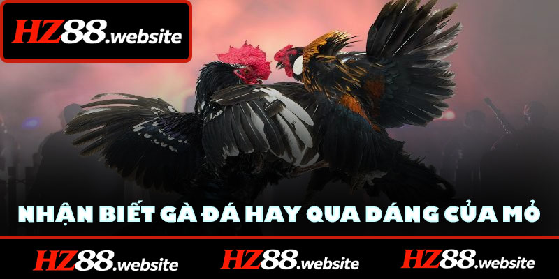 Cách nhận biết gà đá hay qua dáng của mỏ