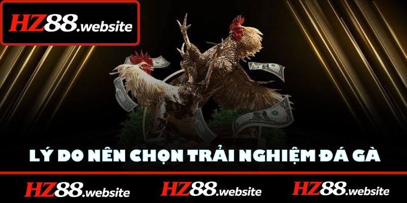 Lý do mọi người nên chọn trải nghiệm đá gà HZ88