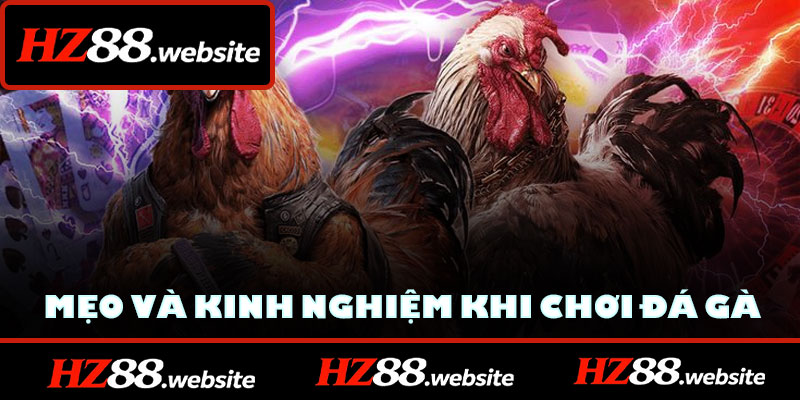 Mẹo và kinh nghiệm khi chơi đá gà HZ88