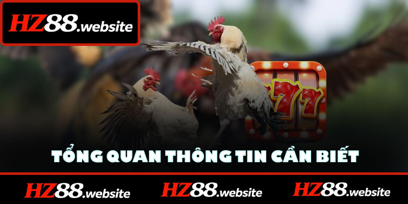 Tổng quan thông tin cần biết về đá gà HZ88